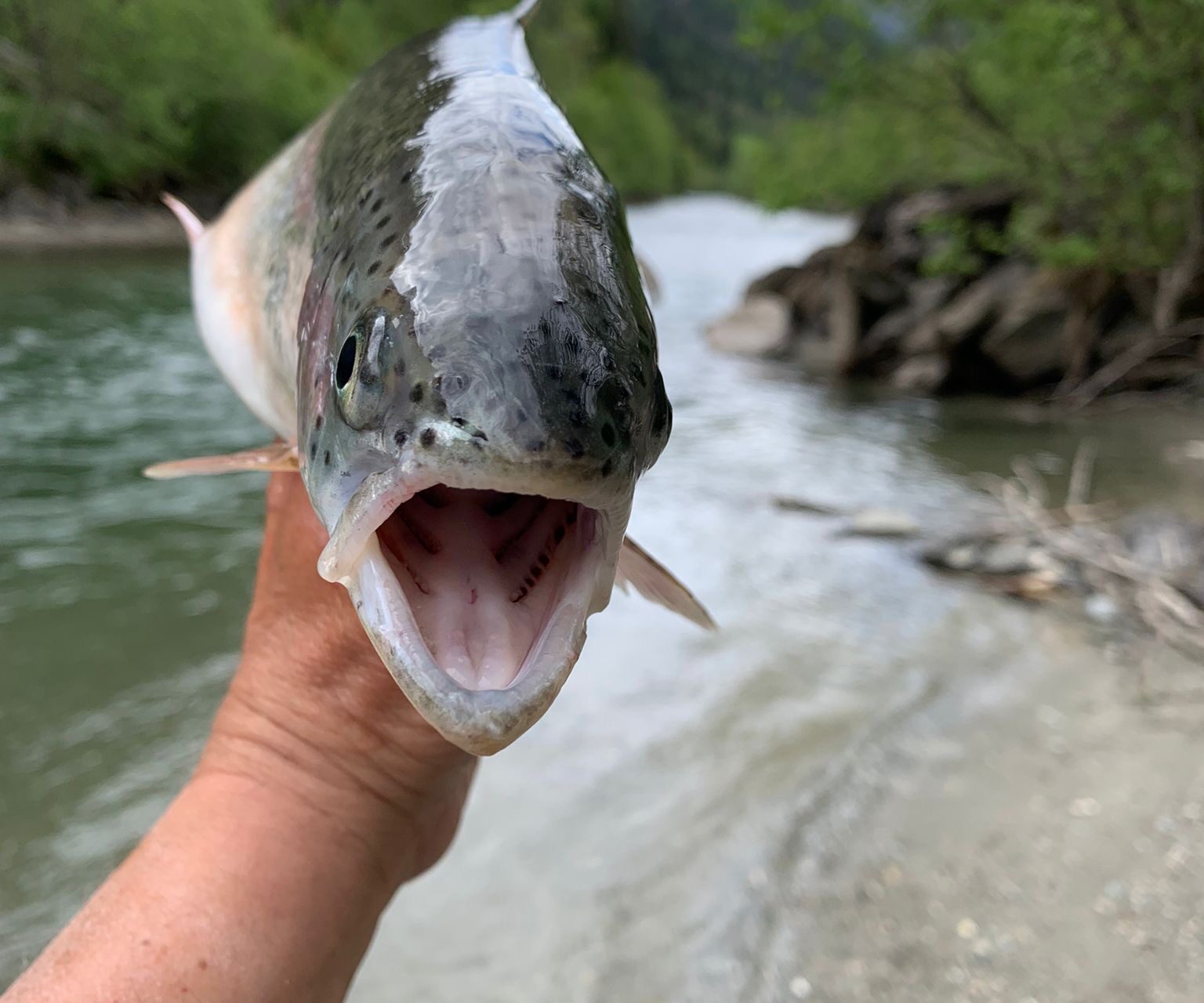 Fliegenfischen an der Isel: Wo Natur zur Meditation wird