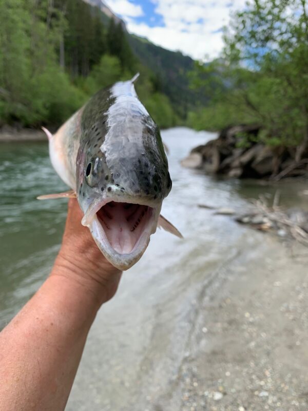 Fliegenfischen an der Isel: Wo Natur zur Meditation wird