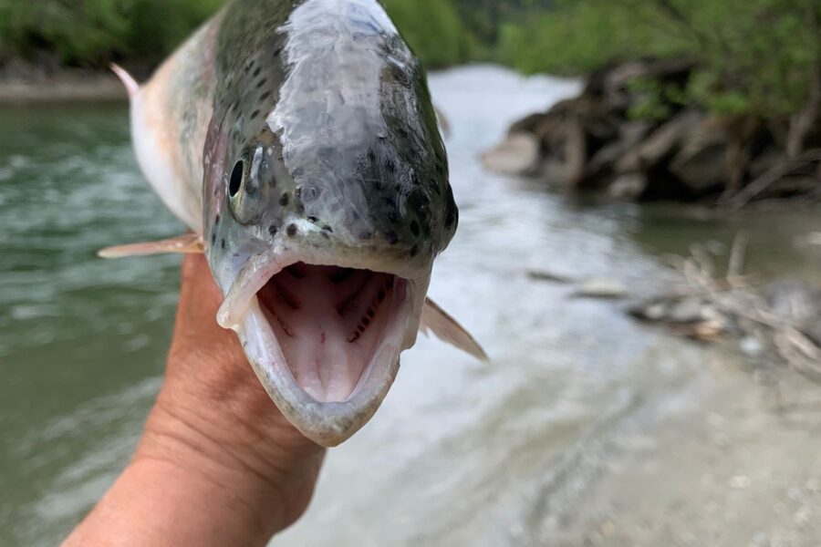 Fliegenfischen an der Isel: Wo Natur zur Meditation wird