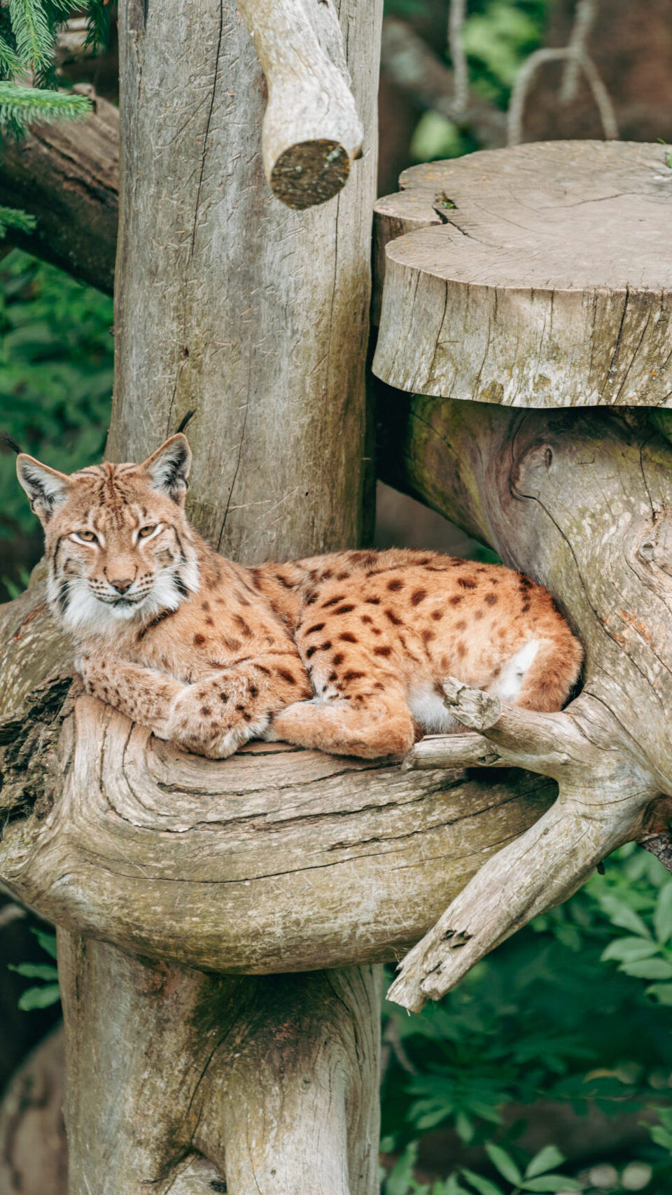 Wildpark Assling