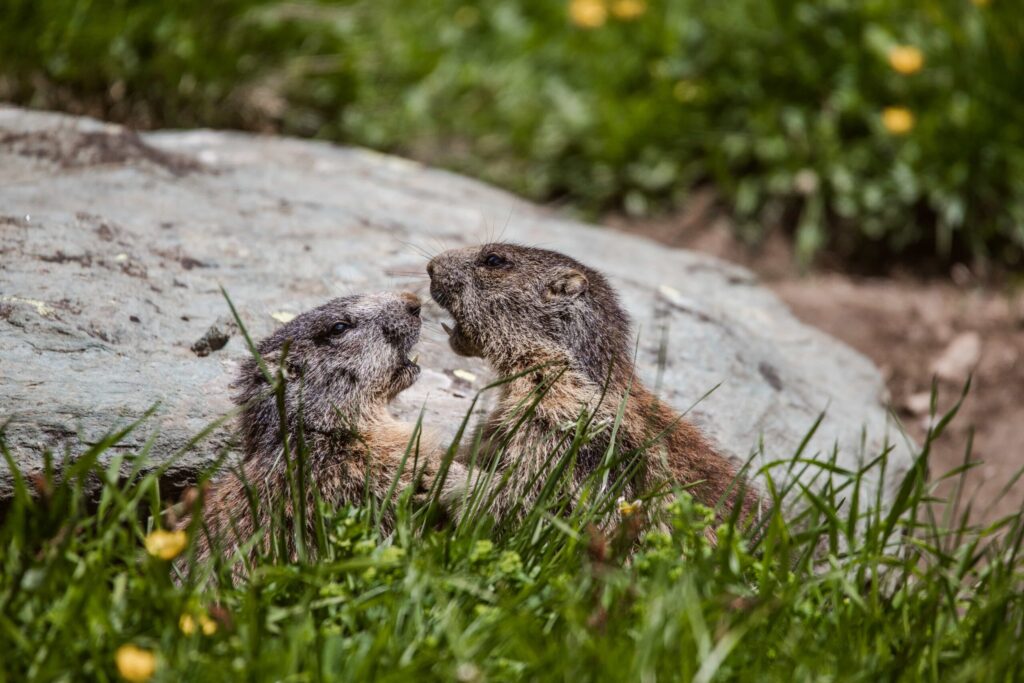 Murmeltiere im Nationalpark Hohe Tauern - Naturerlebnisse für Familien